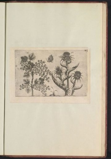 Gooseberry (Ribes rubrum) and milk thistle (Silybum marianum)