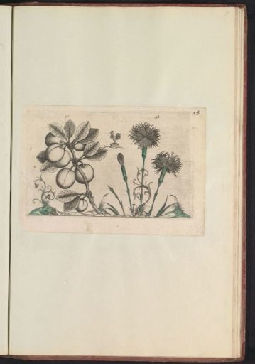 Cherry plum (Prunus cerasifera) and carnation (Dianthus caryophyllus)