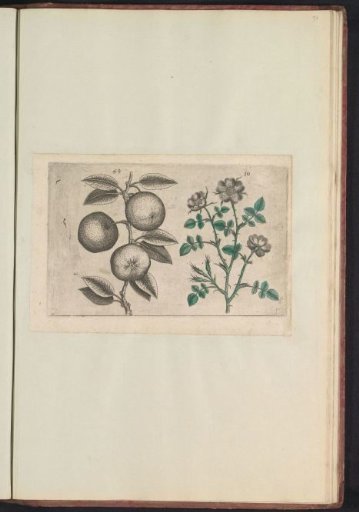 Apple (Malus pumila) and dog rose (Rosa canina)