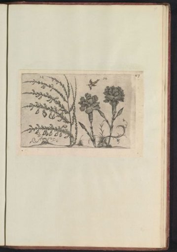 Carnation (Dianthus caryophyllus) and broom (Cytisus scoparius)