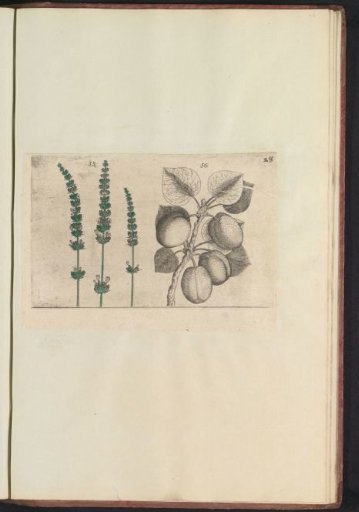 Lavender (Lavandula angustifolia) and apricot (Prunus armeniaca)
