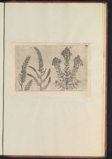Tamarisk (Tamarix gallica) and toadflax (Linaria vulgaris)