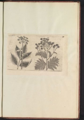Rockrose (Seseli libanotis) and tansy (Tanacetum vulgare)