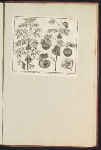 Indigofera and cotton plant (Gossypium)