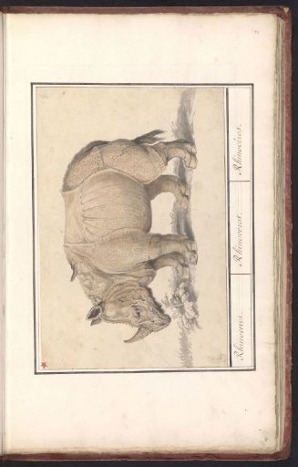 Indian rhinoceros (Rhinoceros unicornis)