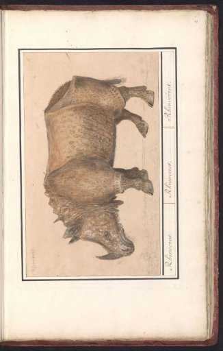 Rhinoceros (Rhinoceros)