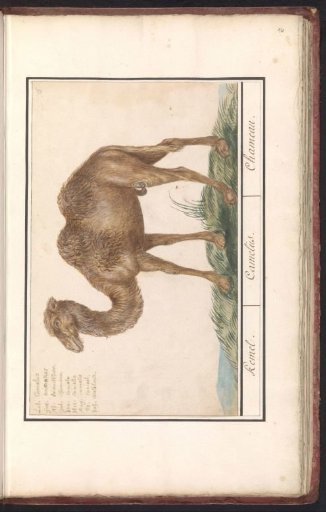 Bactrian camel (Camelus ferus bactrianus)