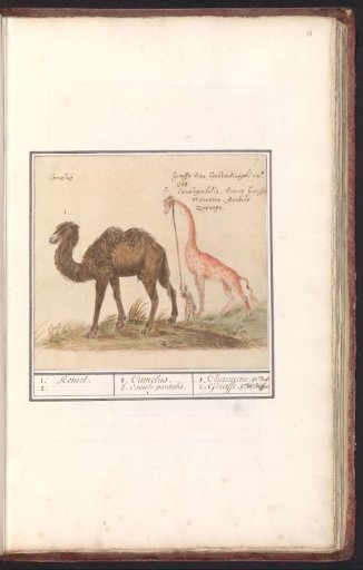 Bactrian camel (Camelus ferus bactrianus) and giraffe (Giraffa)