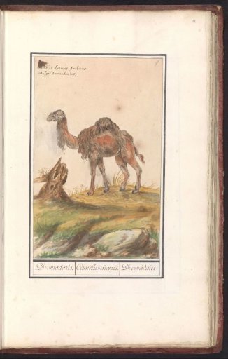 Dromedary (Camelus dromedarius)