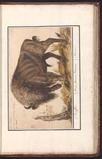 Wisent or European Bison (Bison bonasus)