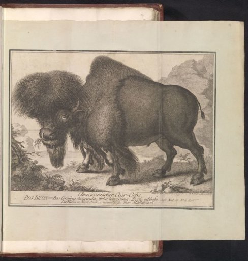 American Bison (Bison bison)