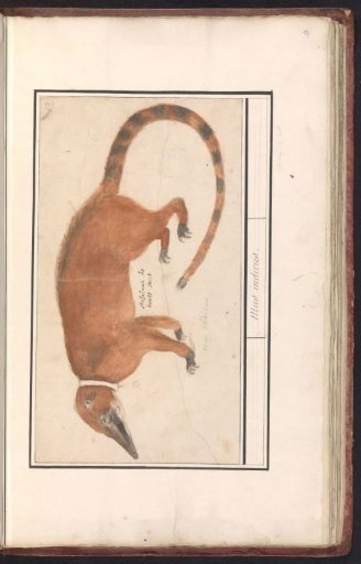 Red-nosed coati or coatimundi (Nasua nasua)