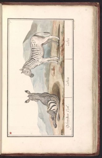 Zebra (Equus quagga)