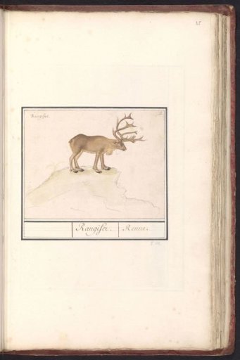 Reindeer (Rangifer tarandus)