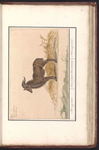 Alpine ibex (Capra ibex)