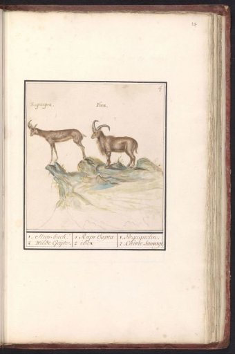 Chamois (Rupicapra rupicapra) and Alpine ibex (Capra ibex)