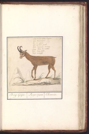 Chamois (Rupicapra rupicapra)