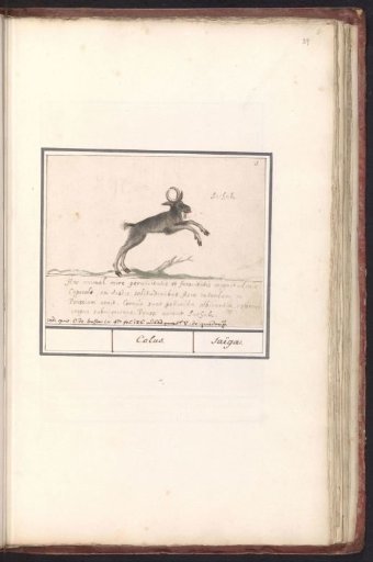 Deer-like animal, possibly a bushbuck antelope (Nemorhaedini)