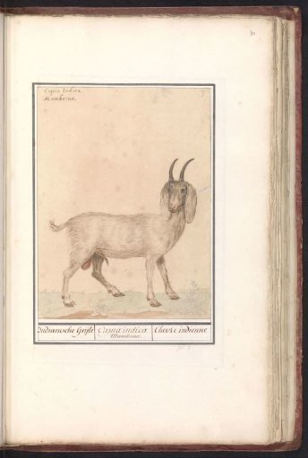 Indian goat (Capra)