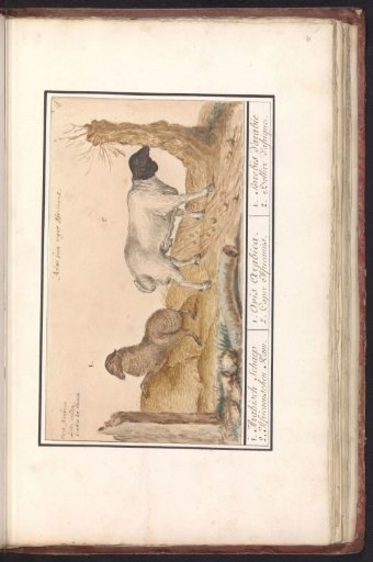 Wild sheep (Ovis) and African goat (Capra)