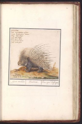 Crested Porcupine (Hystrix cristata)