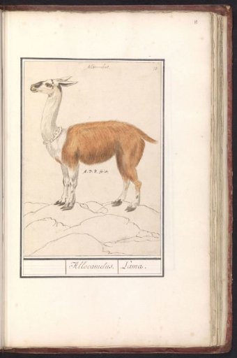 Lama (Lama glama)