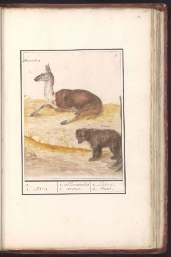 Lama (Lama glama) and brown bear (Ursus arctos arctos)