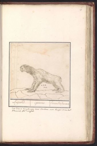 Three-toed sloth (Bradypus)