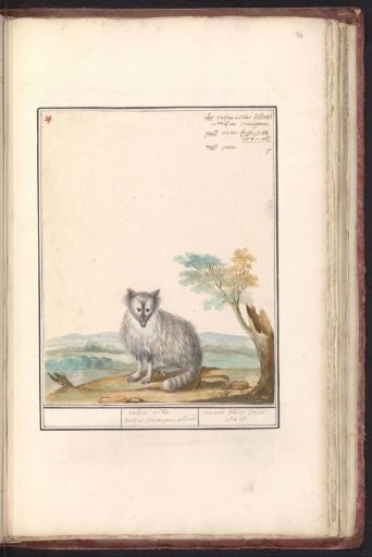 Red fox (Vulpes vulpes)