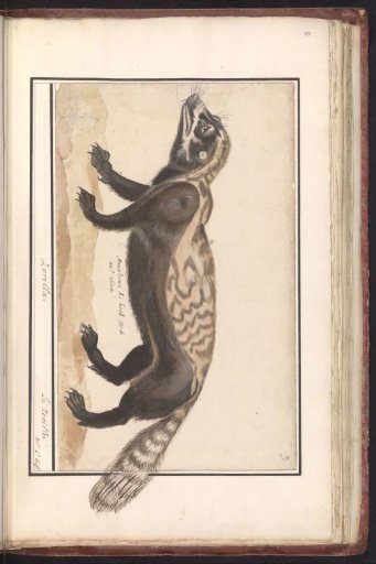 Striped polecat or zorilla (Ictonyx striatus)