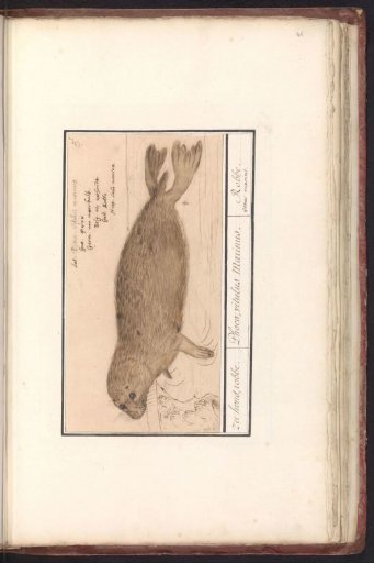 Earless seal (Phocidae)