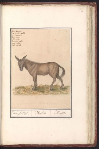 Mule (Equus mulus)