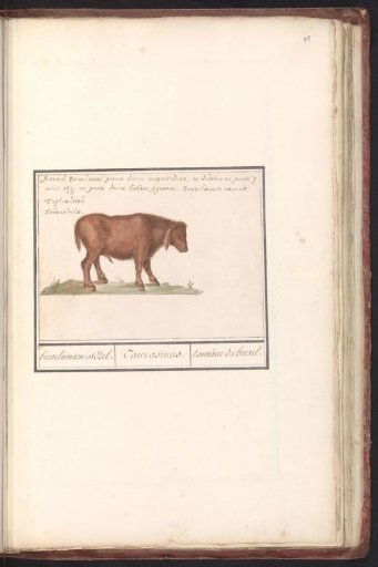 Brazilian cattle (Bos taurus)