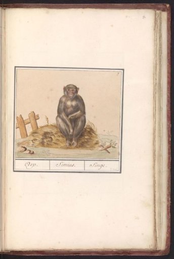 Monkey (Primates)