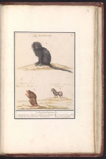 Ape and two baboons (Papio)