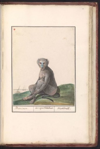Mandrill (Mandrillus sphinx)