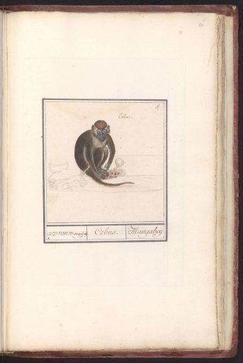 Red-capped mangabey (Cercocebus torquatus)