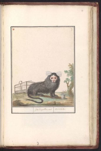 Common Marmoset or White-tufted Marmoset (Callithrix jacchus)