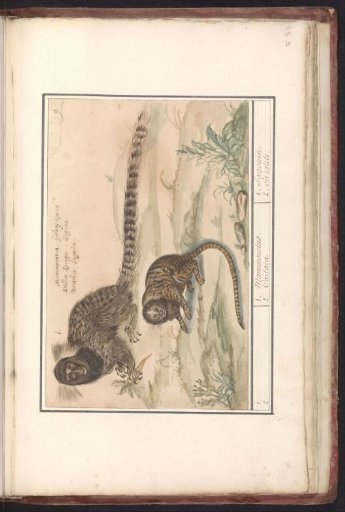 Two Common Marmosets (Callithrix jacchus)