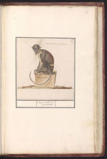 Vervet Monkey (Cercopithecini)