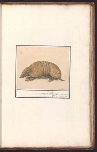 Three-banded armadillo (Tolypeutes matacus)