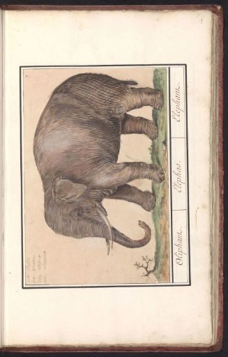 Asian elephant (Elephas maximus)