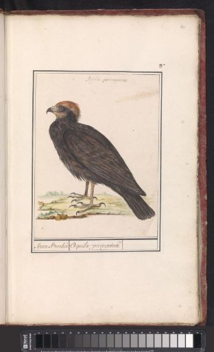 Western Marsh Harrier