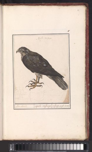 Eurasian Sparrowhawk