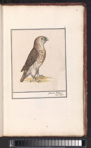 Snake Eagle (Circaetus gallicus)