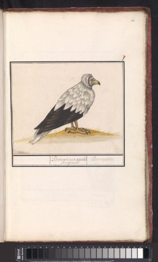 Egyptian Vulture
