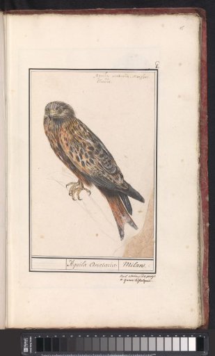 Red Kite (Milvus milvus)