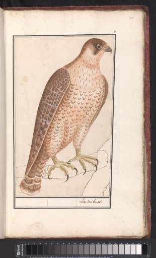 Saker Falcon