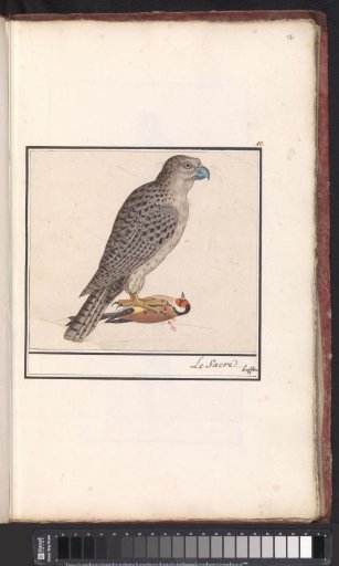 Gyrfalcon (Falco rusticolus)