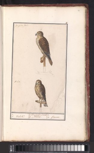 Two (Eurasian) Kestrels